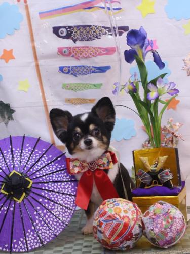 20240505クッキーちゃん-1